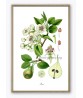 Pear Print - Fruit Decor - Botanical Illustration by Otto Thome