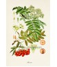 Rowan Print - Fruit Decor - Botanical Illustration by Otto Thome