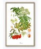 Rowan Print - Fruit Decor - Botanical Illustration by Otto Thome