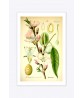 Almond Print - Fruit Wall Art Decor - Botanical Illustration by Otto Thome