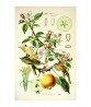 Apple Print - Fruit Wall Art Decor - Botanical Illustration by Otto Thome