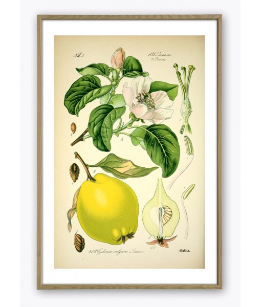 Cydonia Print - Fruit Wall Art Decor - Botanical Illustration by Otto Thome