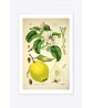 Cydonia Print - Fruit Wall Art Decor - Botanical Illustration by Otto Thome