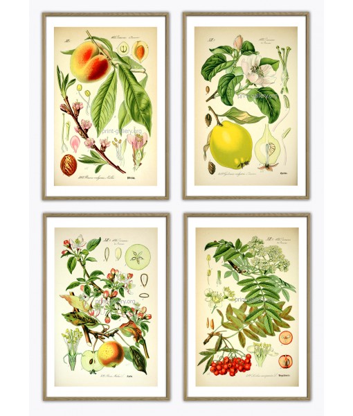 Fruit Print Set of 4 - ...