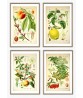 Fruit Print Set of 4 - Kitchen Wall Art Decor - Botanical Illustration by Otto Thome - #Art-52
