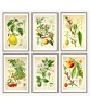 Fruit Print Set of 6 - Kitchen Wall Art Decor - Botanical Illustration by Otto Thome - #Art-52