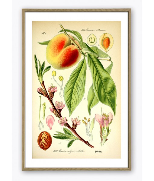 Peach Print - Fruit Wall Art Decor - Botanical Illustration by Otto Thome