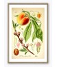 Fruit Print Set of 4 - Kitchen Wall Art Decor - Botanical Illustration by Otto Thome - #Art-52