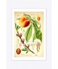 Peach Print - Fruit Wall Art Decor - Botanical Illustration by Otto Thome