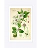 Pear Print - Fruit Wall Art Decor - Botanical Illustration by Otto Thome
