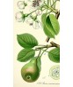 Pear Print - Fruit Wall Art Decor - Botanical Illustration by Otto Thome