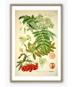 Fruit Print Set of 6 - Kitchen Wall Art Decor - Botanical Illustration by Otto Thome - #Art-52