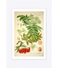 Rowan Print - Fruit Wall Art Decor - Botanical Illustration by Otto Thome