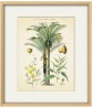 Palm Tree Print, Botanical Illustration Print Art 522(1)