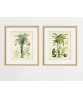 Palm Tree Print Set of 2, Botanical Illustration Print Art 522(set of 2)