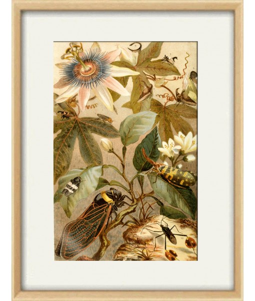 Cicada Print - Art-527(vintage)