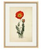 Poppy Flower Print - Botanical Illustration by Otto Thome - Art-53-1