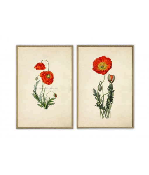 Poppy Flower Print Set of 2 - Botanical Illustration by Otto Thome - Art-53-3