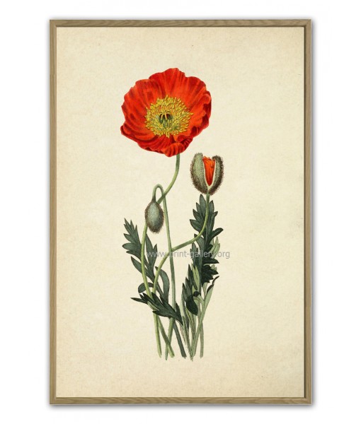 Poppy Flower Print - Botanical Illustration ...