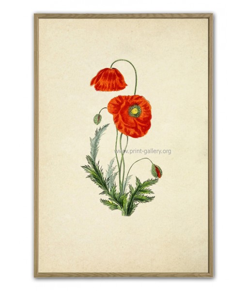 Poppy Flower Print - Botanical Illustration ...