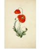 Poppy Flower Print - Botanical Illustration by Otto Thome - Art-53-2