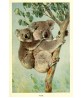 Koala Painting Print - Australian Animals Vintage Illustration Print - Art-549