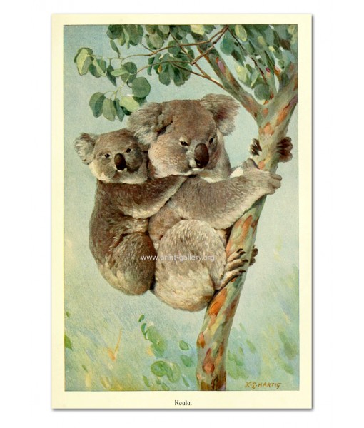 Koala Painting Print - Australian Animals ...