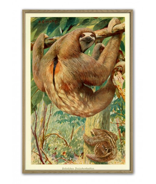 Sloth Print - Vintage Zoological Illustration ...