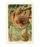 Sloth Print - Vintage Zoological Illustration - Art-549