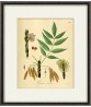 Set of 25 Green Leaves Print, Botanical Illustrations, Wall Art Gallery, Art-556(25)
