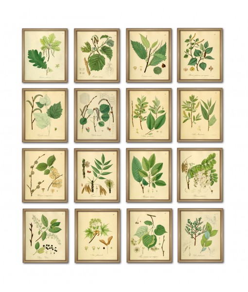 Set of 16 Green Leaves Print, Botanical Illustrations, Wall Art Gallery, Art-556(16)