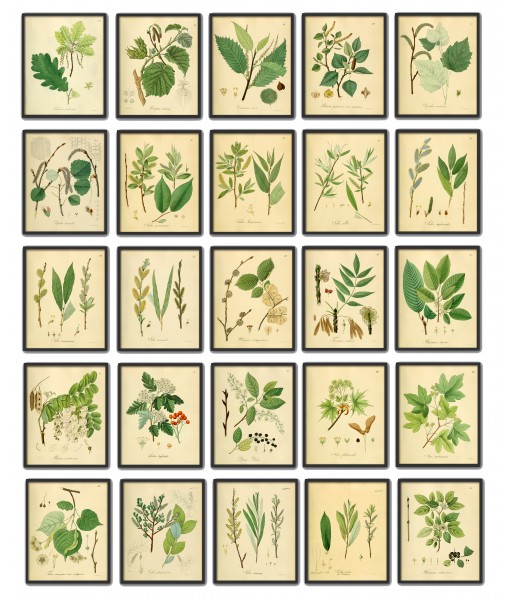 Set of 25 Green Leaves Print, Botanical Illustrations, Wall Art Gallery, Art-556(25)
