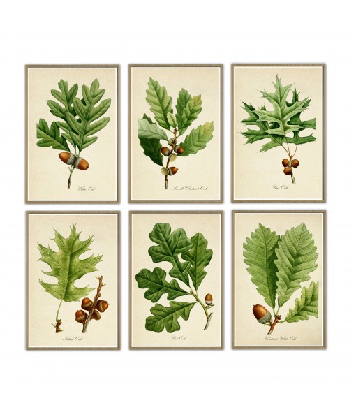 Oak Leaves Print Set of 6, ...