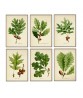 Oak Leaves Print Set of 6, Art-578