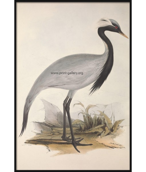 Numidian Demoiselle Crane Bird Print, Vintage ...