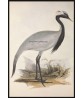 Numidian Demoiselle Crane Bird Print, Antique Illustration #Art-592