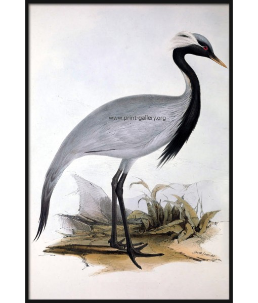 Numidian Demoiselle Crane Bird Print, Antique ...