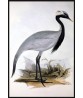 Numidian Demoiselle Crane Bird Print, Vintage Illustration #Art-592