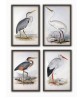 Birds Wall Art Print Set of 4, Antique Illustrations,  Art-592-set-4