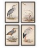 Birds Wall Art Print Set of 4, Antique Illustrations,  Art-592-set-4
