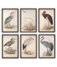 Birds Wall Art Print Set of 6, Vintage Illustrations,  Art-592-set-6