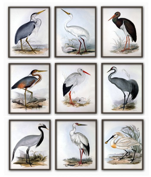 Birds Wall Art Print Set of ...