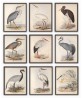 Birds Wall Art Print Set of 9, Vintage Illustrations,  Art-592-set-9