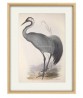 Common Crane Bird Print, Vintage Illustration #Art-592