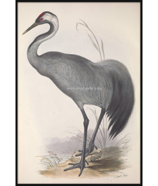 Common Crane Bird Print, Vintage Illustration ...