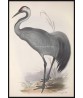 Common Crane Bird Print, Antique Illustration #Art-592