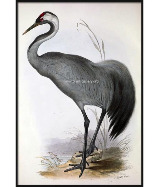 Common Crane Bird Print, Antique Illustration ...