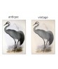 Common Crane Bird Print, Vintage Illustration #Art-592