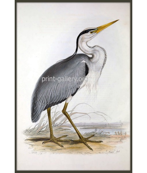 Common Heron Bird Print, Antique Illustration ...