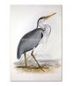 Common Heron Bird Print, Antique Illustration #Art-592